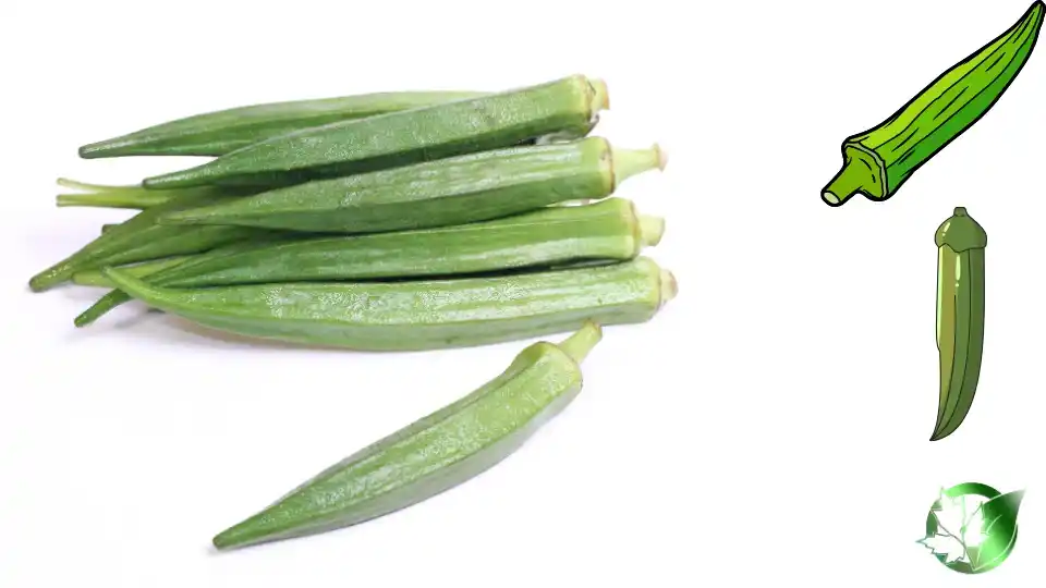 Vendor evaluation for Frozen Okra should cover specification, packaging, document package, logistics, and landed commercial cost.